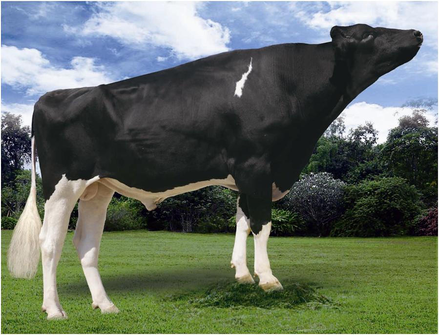 赛科星种公牛数据库