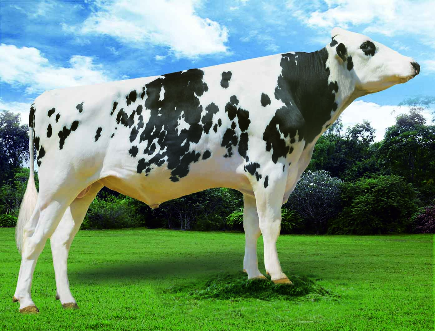 赛科星种公牛数据库