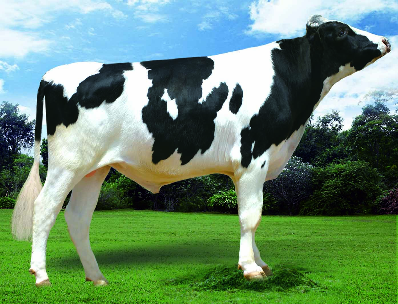 赛科星种公牛数据库