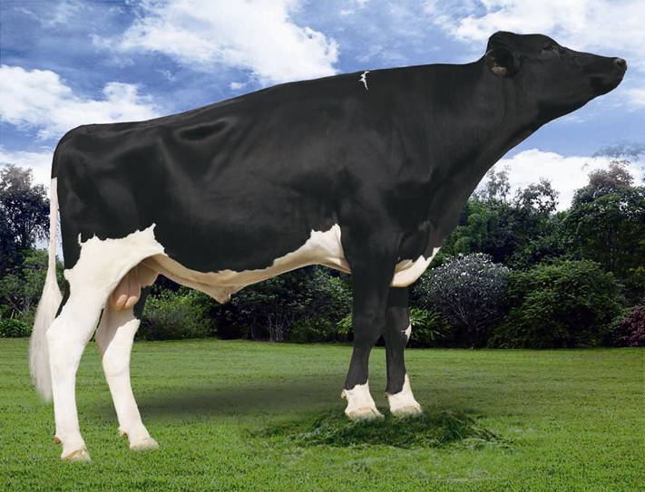 赛科星种公牛数据库