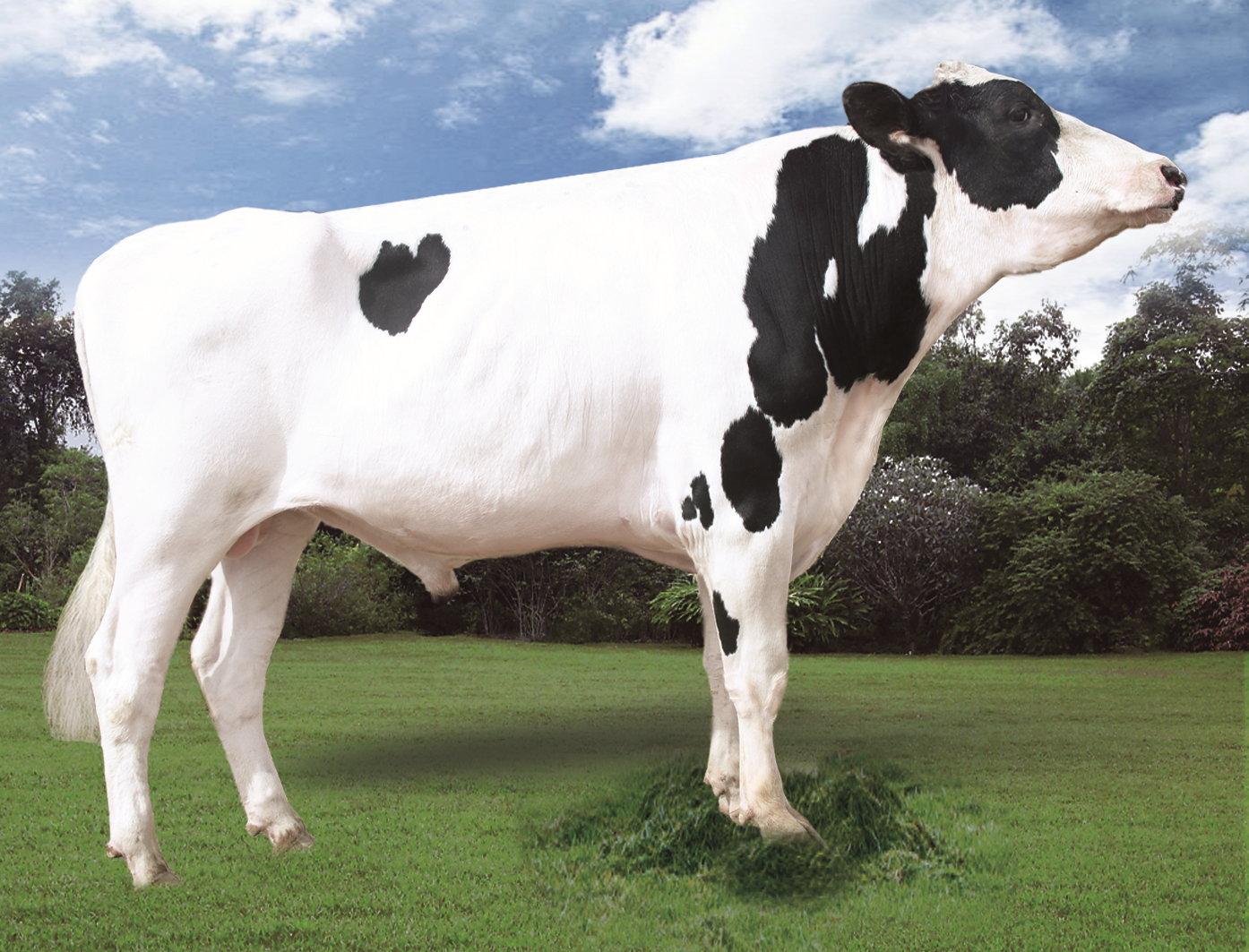 赛科星种公牛数据库