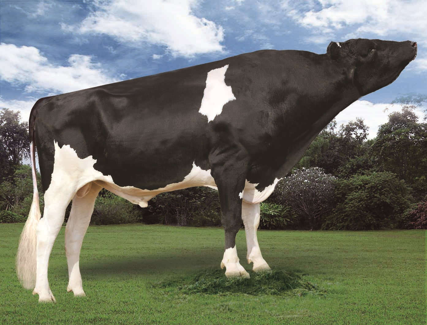 赛科星种公牛数据库