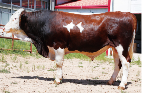 赛科星种公牛数据库