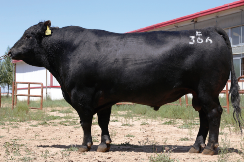 赛科星种公牛数据库